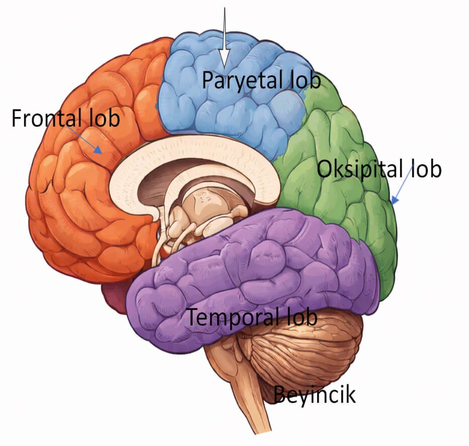 Beyin Anatomisi