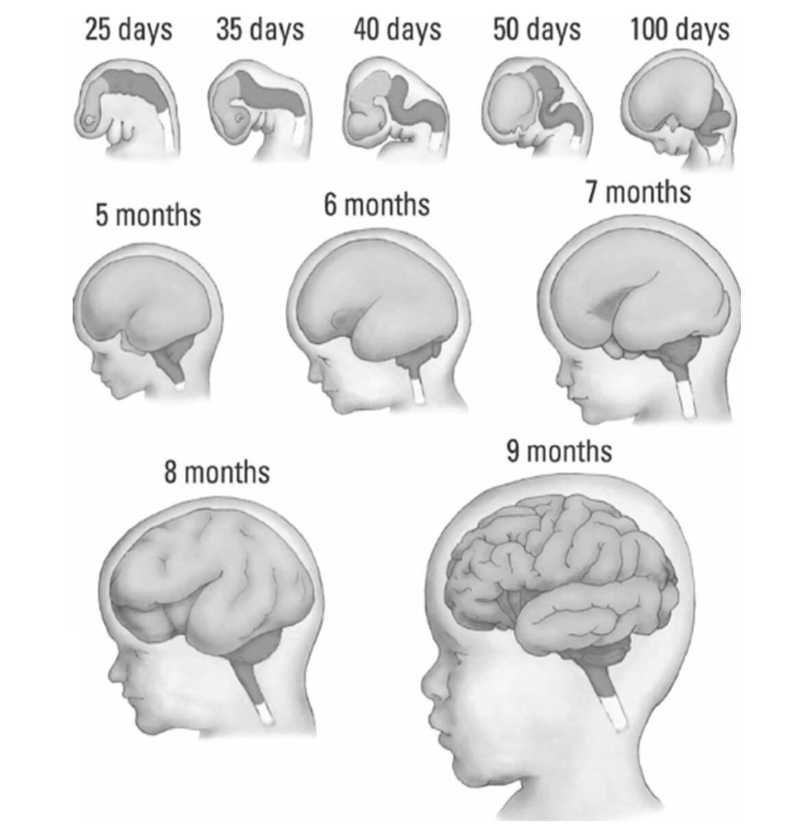 beyin-rahim-içi-gelişimi