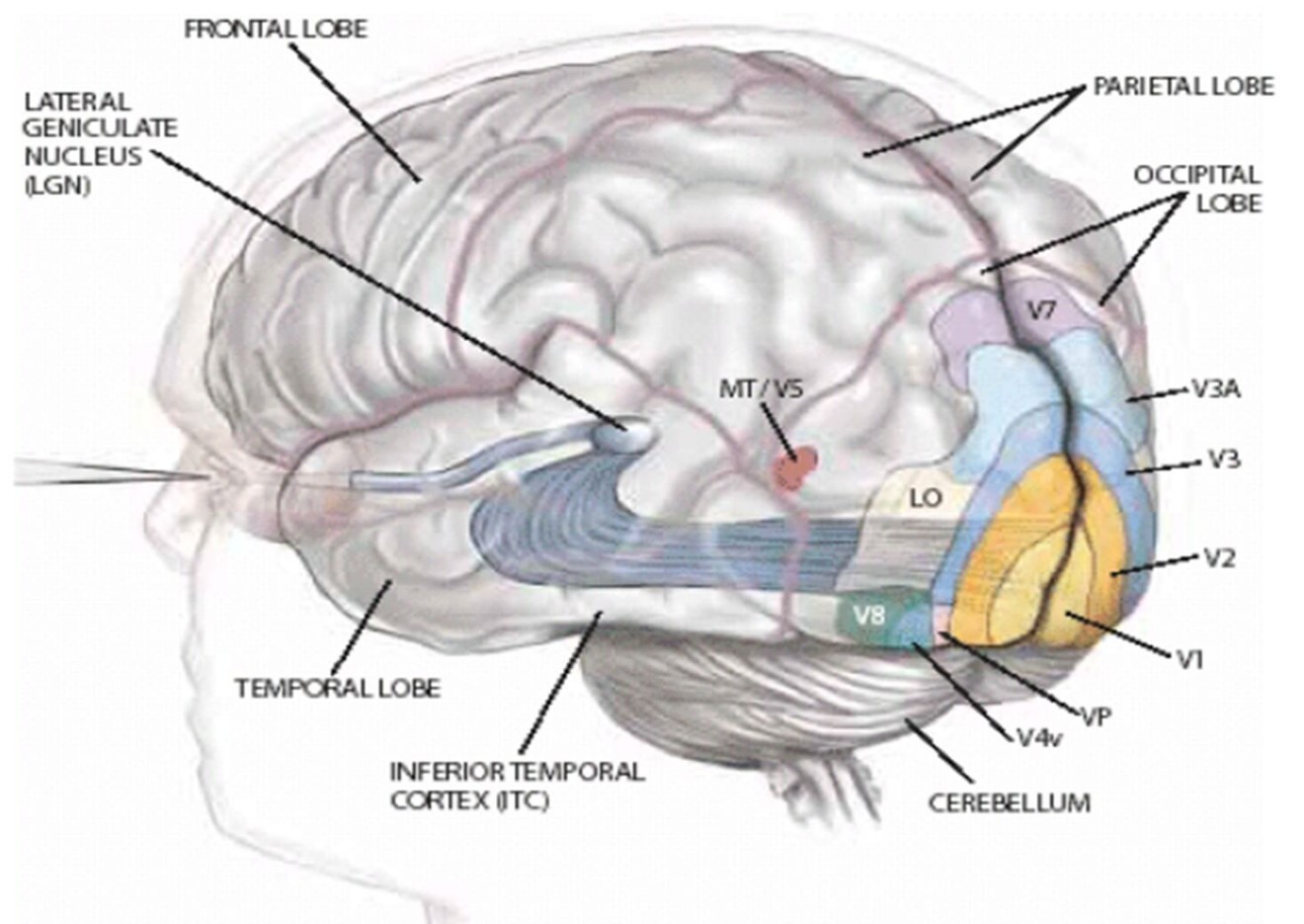 beynimizle goruyoruz
