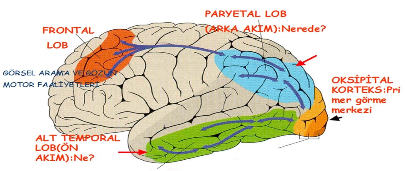 Beynin görme yolları