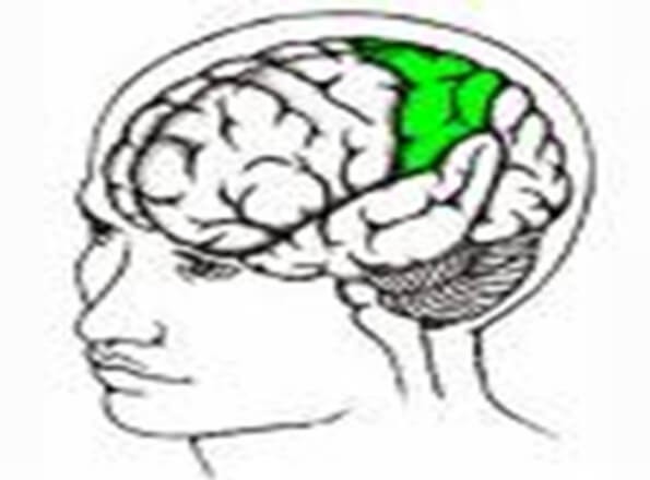 dorsal stream arka akim