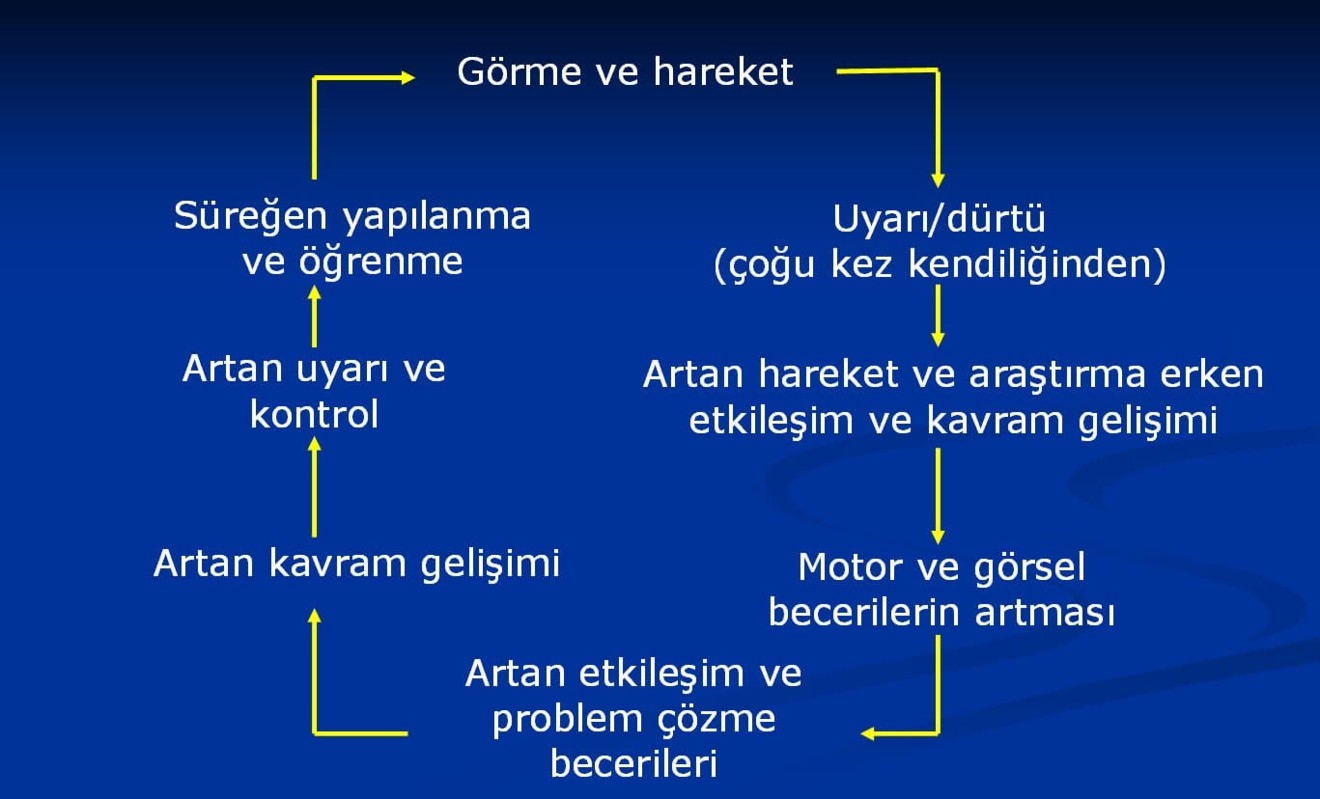 Görme ve Hareket