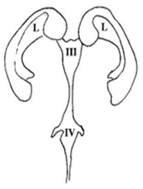 Ön-cepheden-ventriküllerin-görünümü